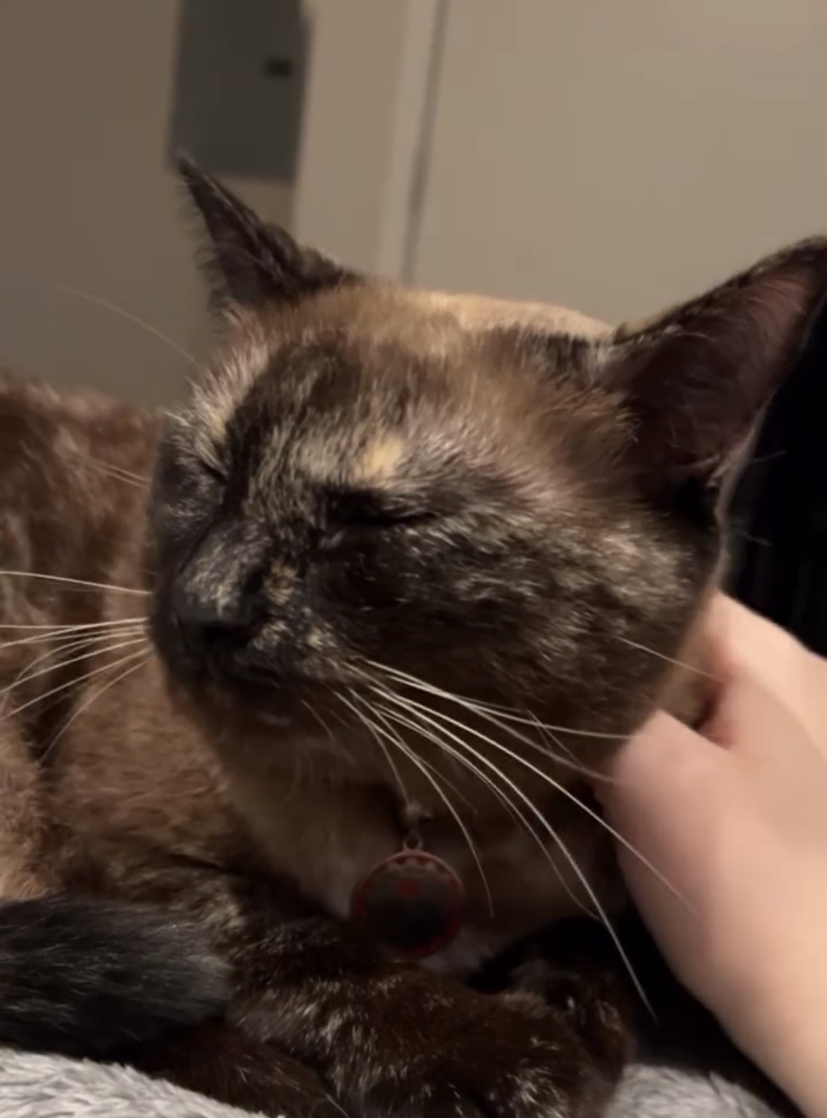 azula eyes closed image